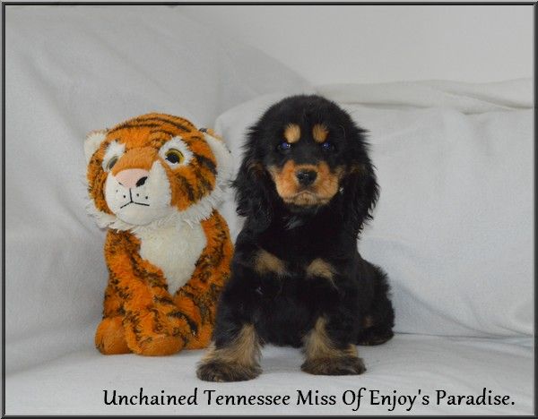 Unchained tennessee miss Of Enjoy's Paradise
