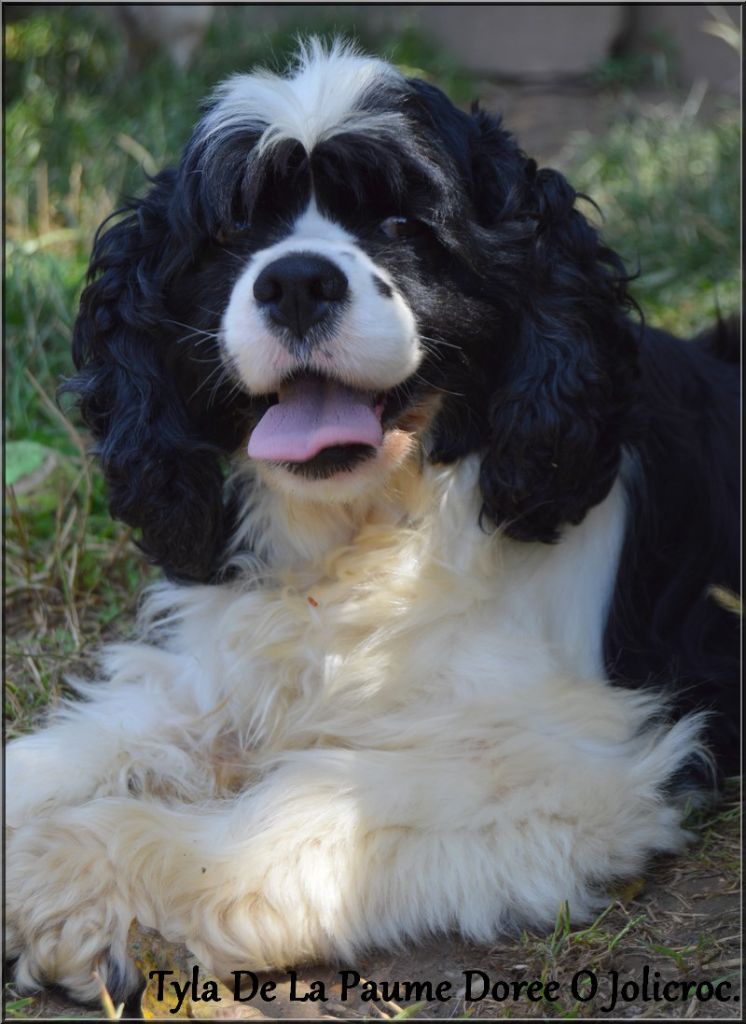 Les American Cocker Spaniel de l'affixe Of Enjoy's Paradise