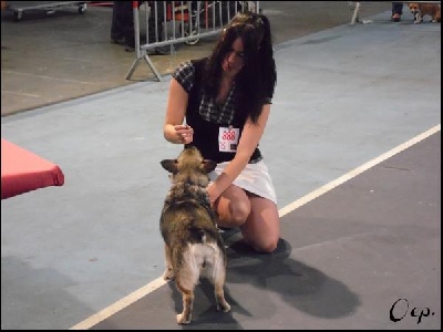 Of Enjoy's Paradise - Exposition Canine Internationale.