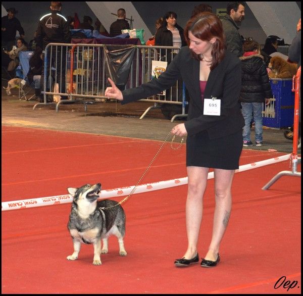 Of Enjoy's Paradise - Exposition Canine Internationale 