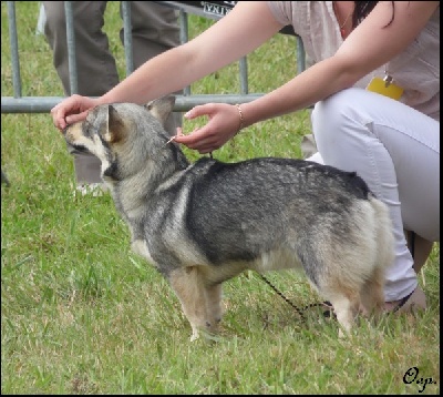 Of Enjoy's Paradise - Exposition Canine Internationale.