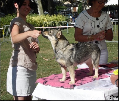 Of Enjoy's Paradise - Exposition Canine Internationale.