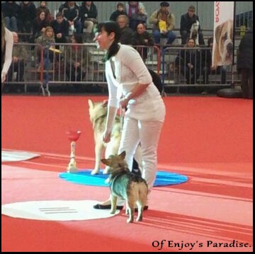 Of Enjoy's Paradise - Exposition Canine Internationale.