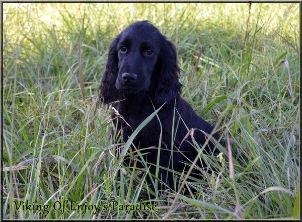 Of Enjoy's Paradise - Chiot disponible  - Cocker Spaniel Anglais