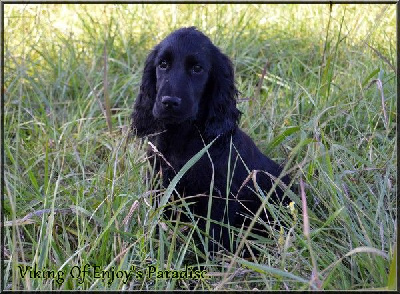 Of Enjoy's Paradise - Cocker Spaniel Anglais - Portée née le 28/06/2024