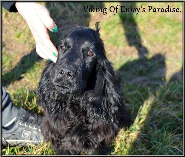 Of Enjoy's Paradise - Chiot disponible  - Cocker Spaniel Anglais