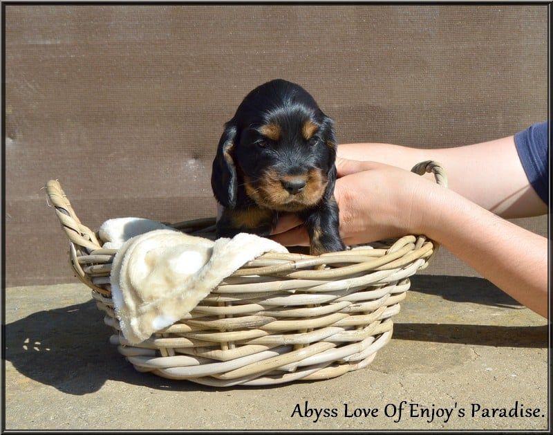 Abyss love Of Enjoy's Paradise