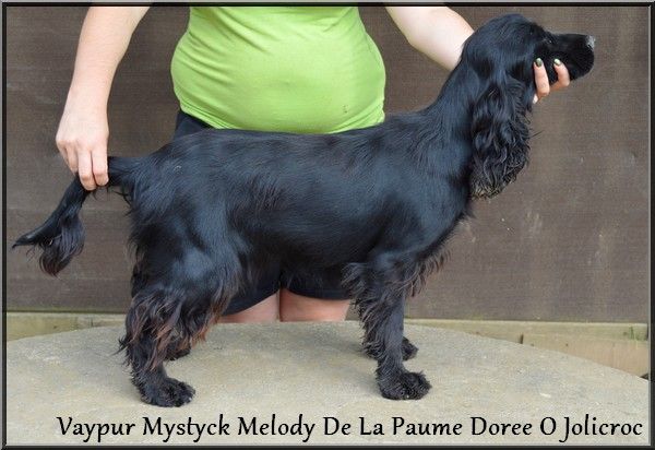 Vaypur mystyck melody De La Paume Doree O Jolicroc