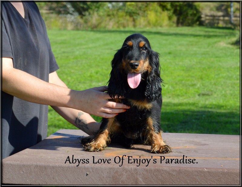 Of Enjoy's Paradise - Chiots disponibles - Cocker Spaniel Anglais