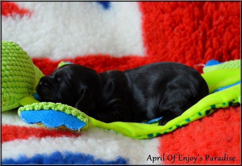 Of Enjoy's Paradise - Chiots disponibles - Cocker Spaniel Anglais