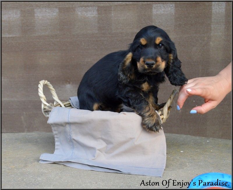 Of Enjoy's Paradise - Chiots disponibles - Cocker Spaniel Anglais