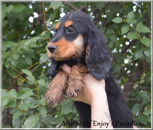 Of Enjoy's Paradise - Chiots disponibles - Cocker Spaniel Anglais