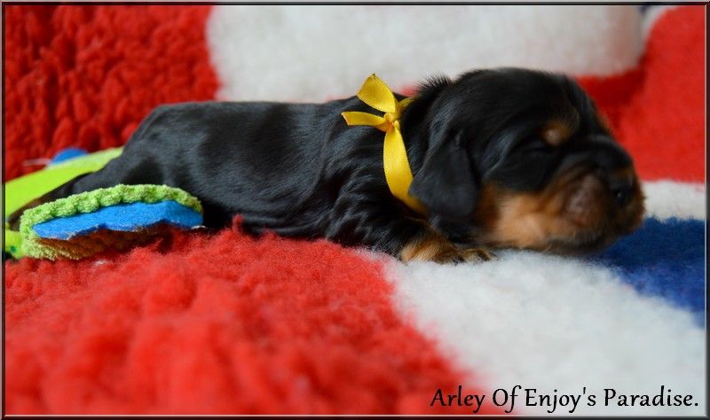 Of Enjoy's Paradise - Chiots disponibles - Cocker Spaniel Anglais