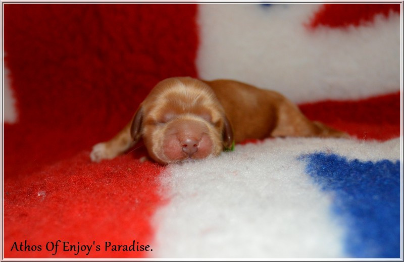 Of Enjoy's Paradise - Chiots disponibles - Cocker Spaniel Anglais