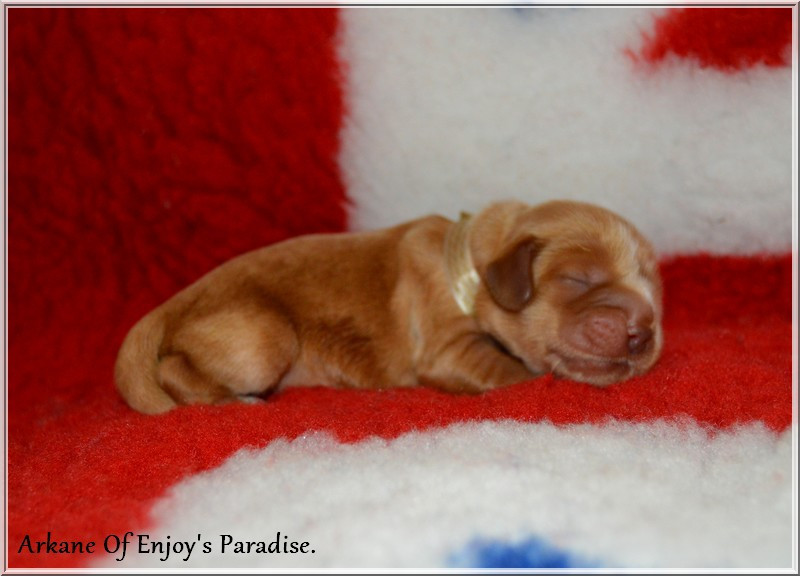 Of Enjoy's Paradise - Chiots disponibles - Cocker Spaniel Anglais