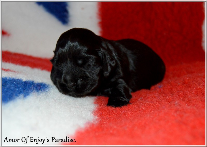 Of Enjoy's Paradise - Chiots disponibles - Cocker Spaniel Anglais