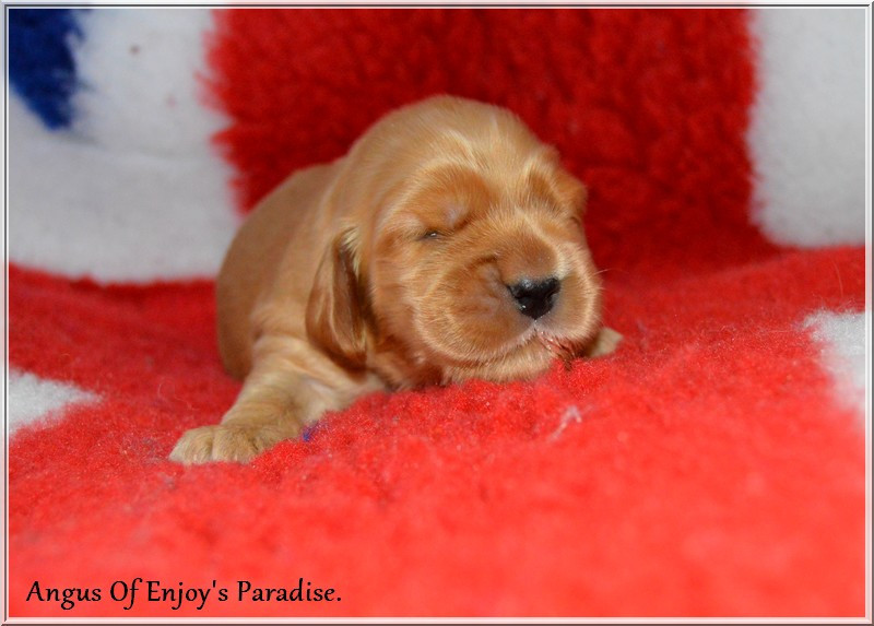 Of Enjoy's Paradise - Chiots disponibles - Cocker Spaniel Anglais