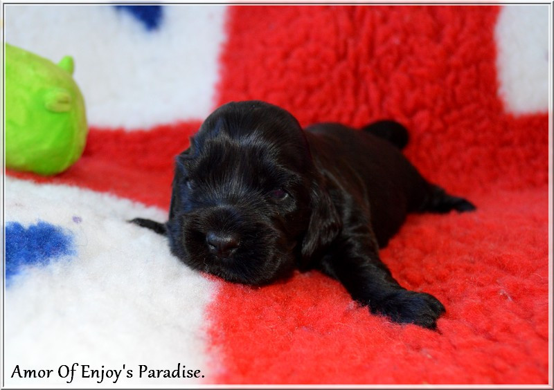 Of Enjoy's Paradise - Chiots disponibles - Cocker Spaniel Anglais