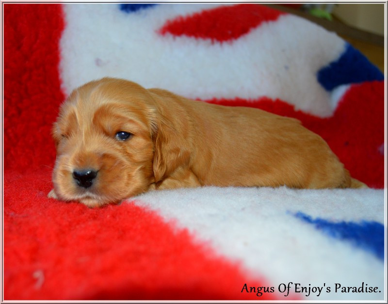 Of Enjoy's Paradise - Chiots disponibles - Cocker Spaniel Anglais