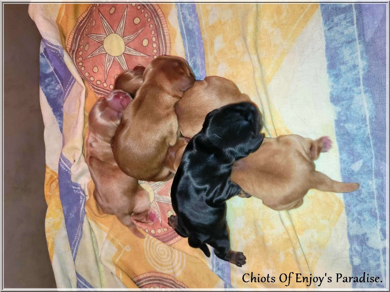 Of Enjoy's Paradise - Cocker Spaniel Anglais - Portée née le 02/11/2025