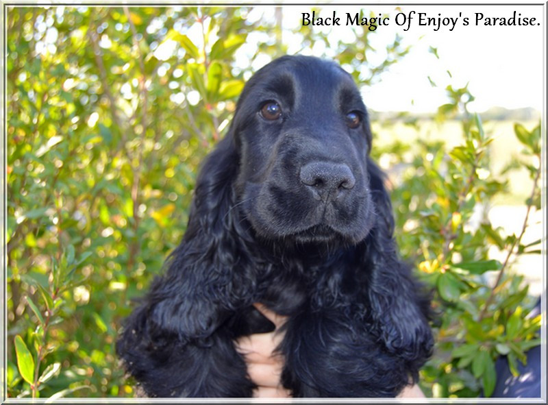 Of Enjoy's Paradise - Chiots disponibles - Cocker Spaniel Anglais
