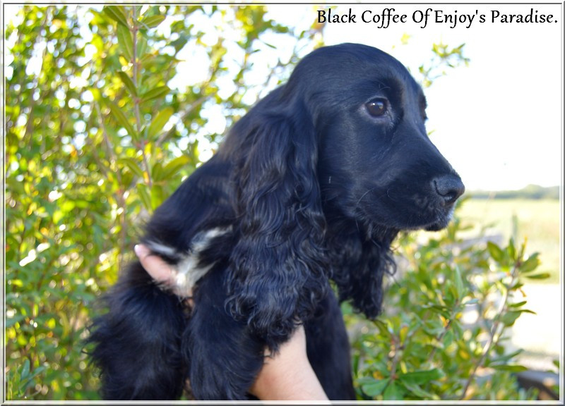 Of Enjoy's Paradise - Chiots disponibles - Cocker Spaniel Anglais