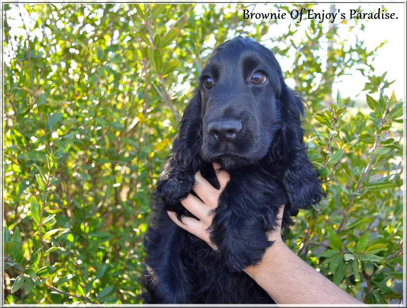 Of Enjoy's Paradise - Chiots disponibles - Cocker Spaniel Anglais