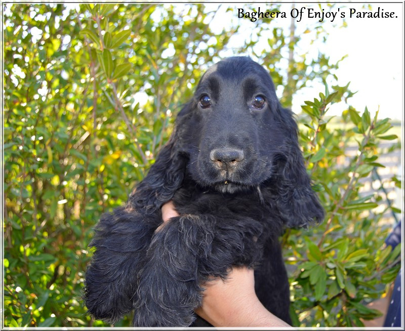 Of Enjoy's Paradise - Chiots disponibles - Cocker Spaniel Anglais