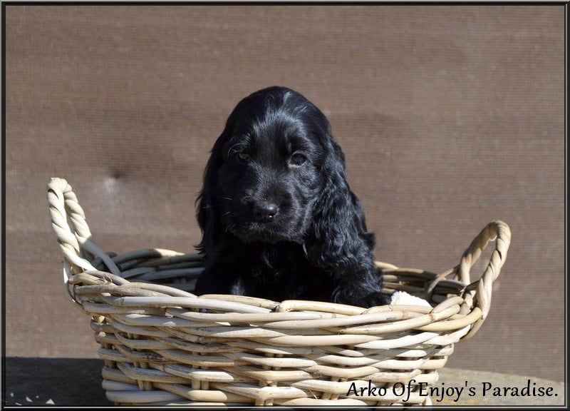 Of Enjoy's Paradise - Chiots disponibles - Cocker Spaniel Anglais