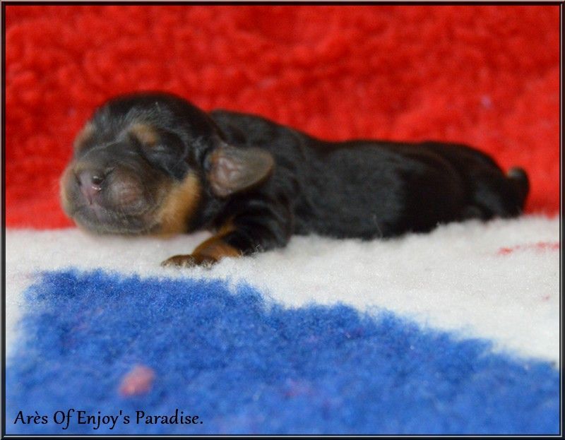 Of Enjoy's Paradise - Chiots disponibles - Cocker Spaniel Anglais
