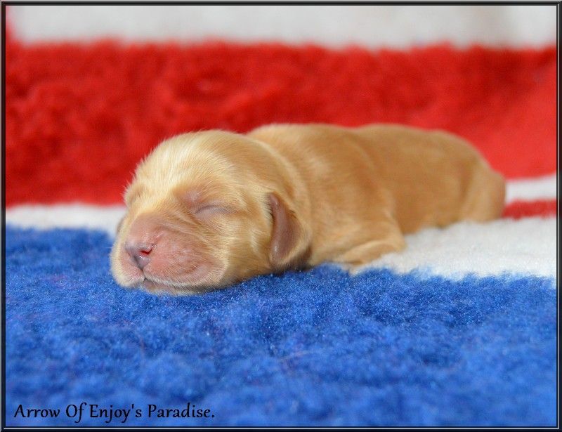 Of Enjoy's Paradise - Chiots disponibles - Cocker Spaniel Anglais