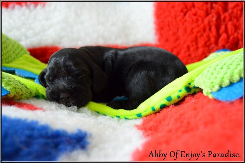 Of Enjoy's Paradise - Chiots disponibles - Cocker Spaniel Anglais