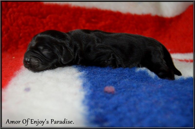 Of Enjoy's Paradise - Chiots disponibles - Cocker Spaniel Anglais