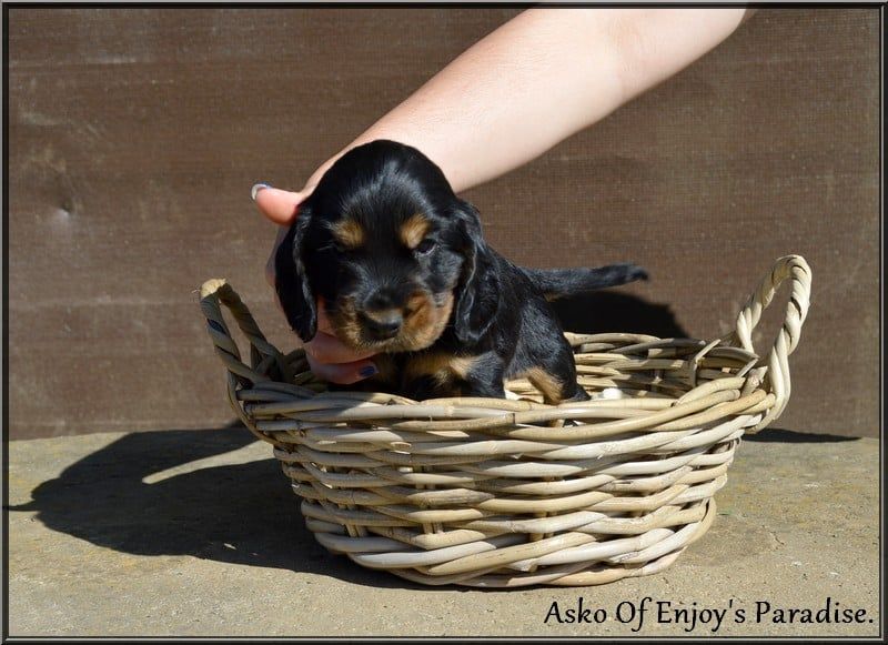 Of Enjoy's Paradise - Chiots disponibles - Cocker Spaniel Anglais