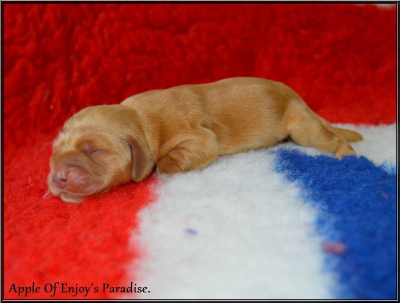 Of Enjoy's Paradise - Chiots disponibles - Cocker Spaniel Anglais