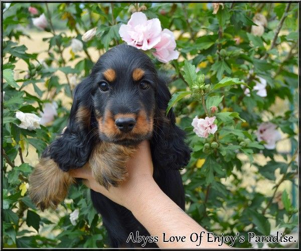 Of Enjoy's Paradise - Chiots disponibles - Cocker Spaniel Anglais