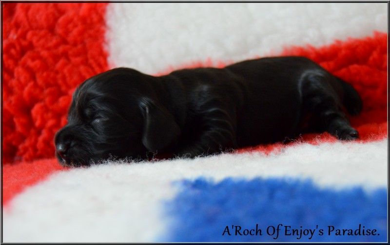 Of Enjoy's Paradise - Chiots disponibles - Cocker Spaniel Anglais