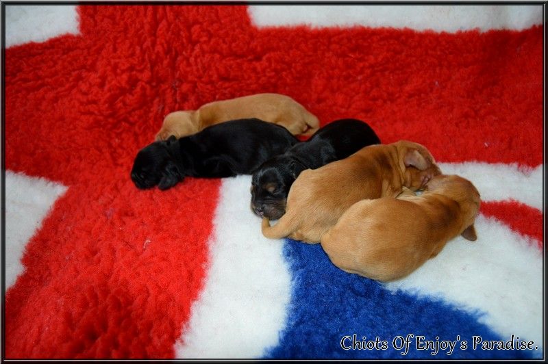 Of Enjoy's Paradise - Cocker Spaniel Anglais - Portée née le 21/10/2025