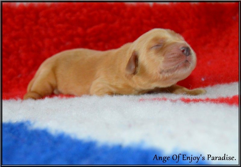 Of Enjoy's Paradise - Chiots disponibles - Cocker Spaniel Anglais