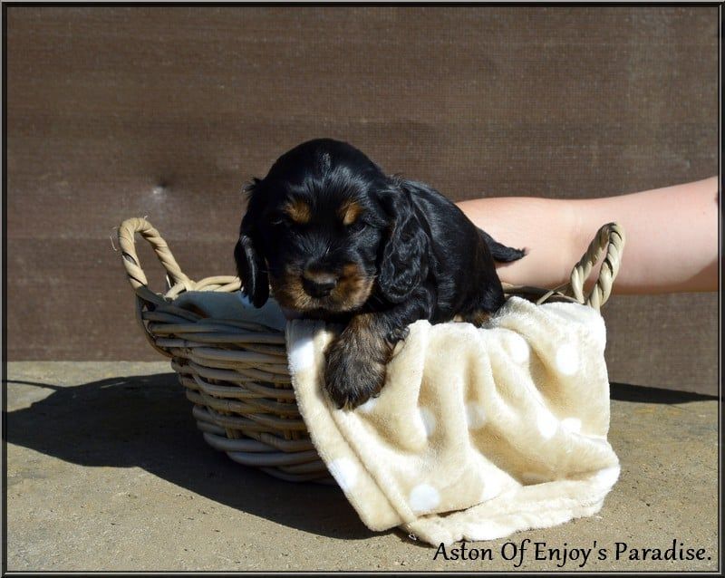 Of Enjoy's Paradise - Chiots disponibles - Cocker Spaniel Anglais
