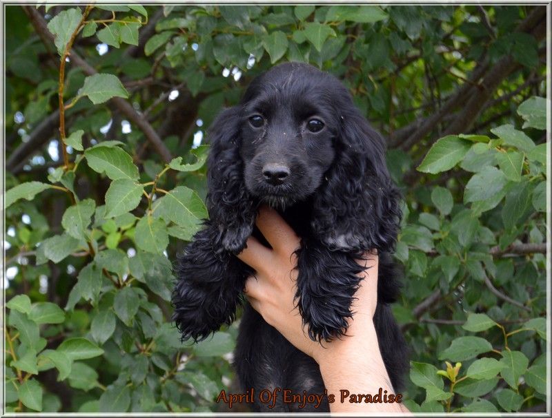 Of Enjoy's Paradise - Chiots disponibles - Cocker Spaniel Anglais