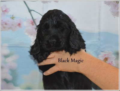 Black Magic