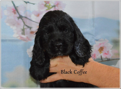 Black Coffee