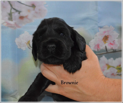 Brownie