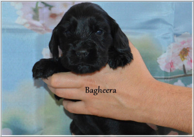 Bagheera
