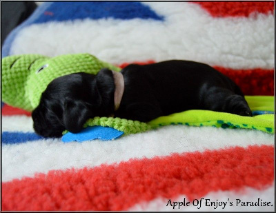 Apple (Collier violet)