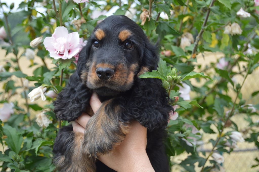 Of Enjoy's Paradise - Chiots disponibles - Cocker Spaniel Anglais