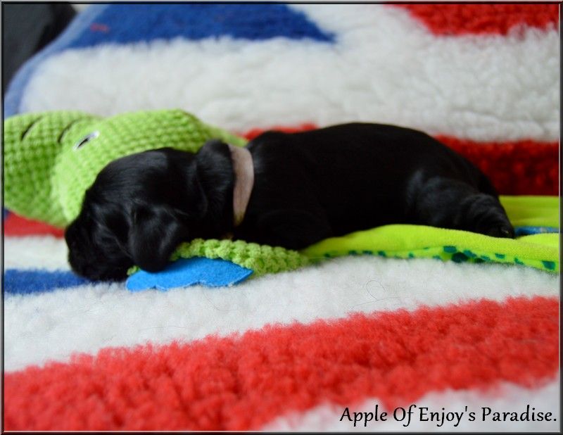 Of Enjoy's Paradise - Chiots disponibles - Cocker Spaniel Anglais