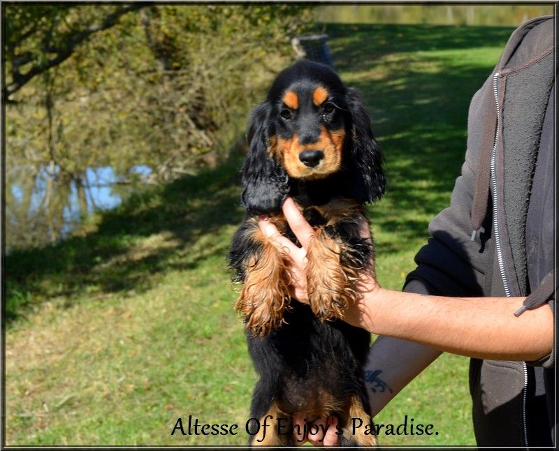 Of Enjoy's Paradise - Chiots disponibles - Cocker Spaniel Anglais
