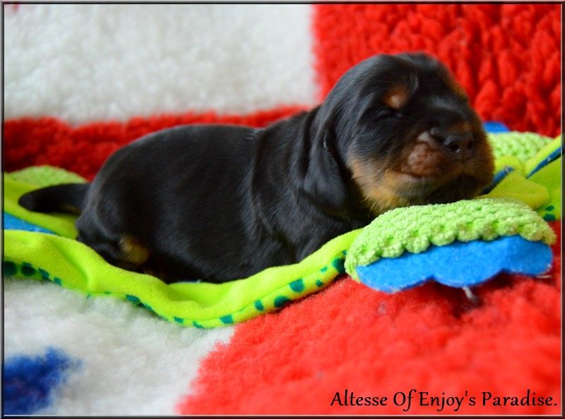 Of Enjoy's Paradise - Chiots disponibles - Cocker Spaniel Anglais